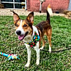 Thumbnail photo of Milo #2