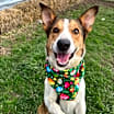 Thumbnail photo of Milo #3