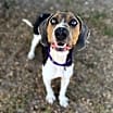 Thumbnail photo of Waylon #1