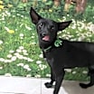 Thumbnail photo of Princess #4