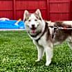 Thumbnail photo of Max #3
