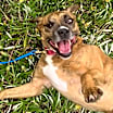 Thumbnail photo of Biscuit #2