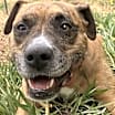Thumbnail photo of Biscuit #3