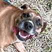 Thumbnail photo of Biscuit #4