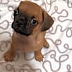 Thumbnail photo of Macy #3