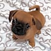 Thumbnail photo of Macy #4