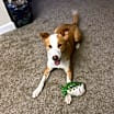 Thumbnail photo of Cooper #1