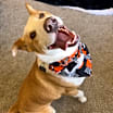 Thumbnail photo of Cooper #2