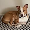 Thumbnail photo of Cooper #3