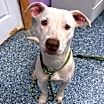 Thumbnail photo of Nova #2