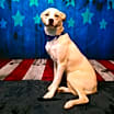Thumbnail photo of Harlow #2