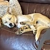 Thumbnail photo of Harlow #3