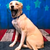 Thumbnail photo of Harlow #1