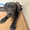 Thumbnail photo of Snickers #1
