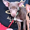 Thumbnail photo of Lincoln  #1