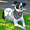 Thumbnail photo of MINNIE #1