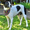 Thumbnail photo of MINNIE #4