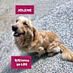 Thumbnail photo of Jolene #4