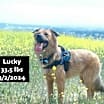 Thumbnail photo of Lucky #1