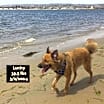 Thumbnail photo of Lucky #2