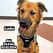 Thumbnail photo of Lucky #3