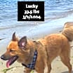 Thumbnail photo of Lucky #4