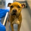 Thumbnail photo of Gunther #2