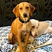 Thumbnail photo of Hudson #1