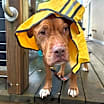 Thumbnail photo of Monty #2