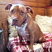 Thumbnail photo of Monty #3