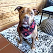 Thumbnail photo of Monty #4