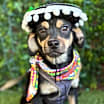 Thumbnail photo of Nelson #2