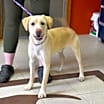 Thumbnail photo of Teddy #2
