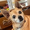 Thumbnail photo of Little Ritchie #1