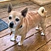 Thumbnail photo of Little Ritchie #4