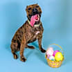 Thumbnail photo of Damien #1