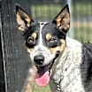 Thumbnail photo of Carson #3