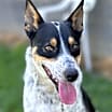 Thumbnail photo of Carson #4