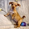 Thumbnail photo of Piglet #2