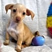 Thumbnail photo of Piglet #3
