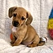 Thumbnail photo of Kanga #1