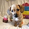 Thumbnail photo of Kanga #2