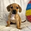 Thumbnail photo of Kanga #3