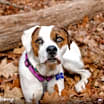 Thumbnail photo of Harvey #3