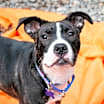 Thumbnail photo of Lyra #2