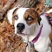 Thumbnail photo of Harvey #4