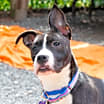 Thumbnail photo of Lyra #3