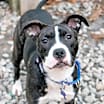 Thumbnail photo of Lyra #4