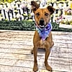 Thumbnail photo of Piper #1