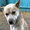 Thumbnail photo of Oso #3